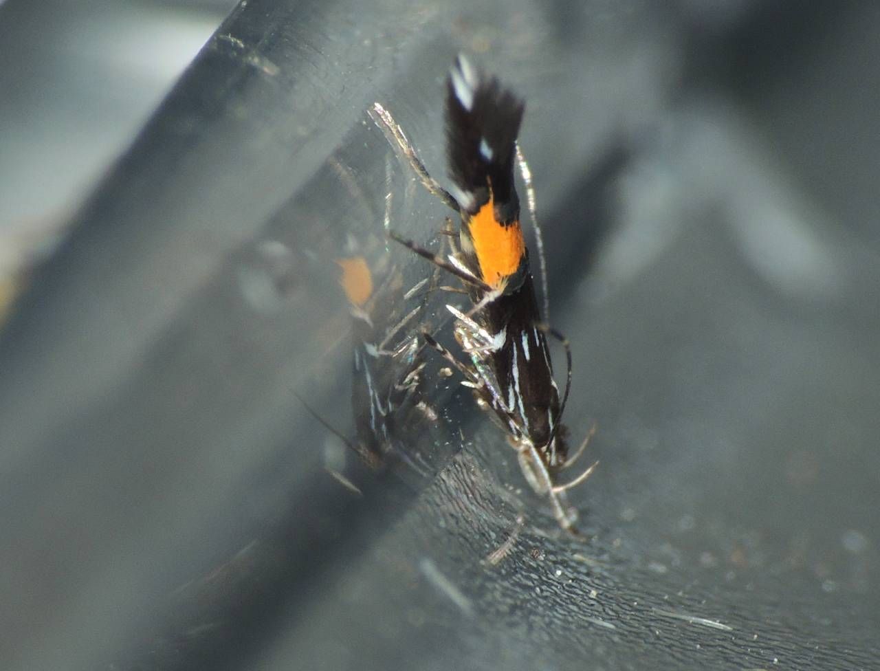 Cosmopterigidae 1 - Cosmopterix cfr. scribaiella